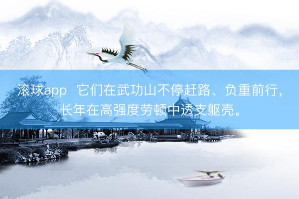 滚球app  它们在武功山不停赶路、负重前行，长年在高强度劳顿中透支躯壳。
