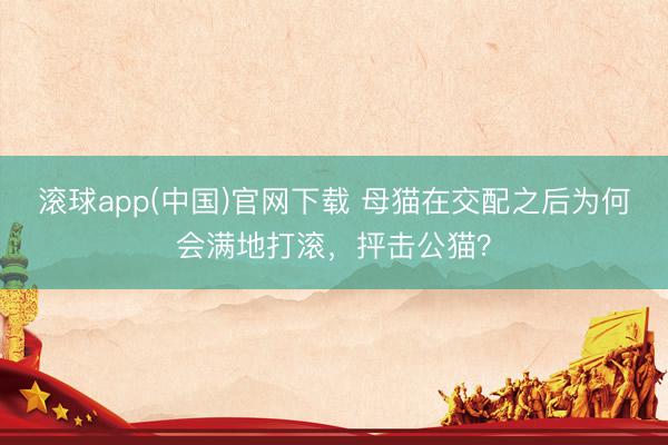 滚球app(中国)官网下载 母猫在交配之后为何会满地打滚，抨击公猫？